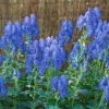Bio Herbst-Eisenhut 'Arendsii' Blau, Topf-Ø 11 Cm, 3er-Set -Gartenbedarf Geschäft 0310102082 Aconitum carmichaelii Arendsii Koelle 11 cm Topf blau 44395
