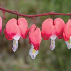Schattenstauden Set, 18 Pflanzen Für 3 M², Bunt -Gartenbedarf Geschäft 0310105664 Dicentra spectabilis Valentine Koelle 11cm Topf rot 01 45604