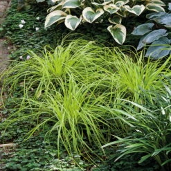 Japansegge 'Everillo' Creme-weiß, Topf-Ø 12 Cm, 3er-Set -Gartenbedarf Geschäft 0310300414 Carex Everillo KB 12cm Topf 02 39231