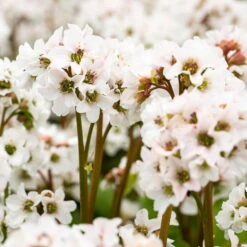 Schattenstauden Set, 18 Pflanzen Für 3 M², Bunt -Gartenbedarf Geschäft 0319100267 Bergenia Schneekristall weiss1.jpg 84692