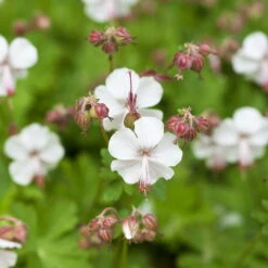Schattenstauden Set, 18 Pflanzen Für 3 M², Bunt -Gartenbedarf Geschäft 0319100480 Geranium cantab Biokovo 3er Set weiss 1 107560