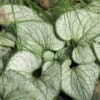 Kaukasus-Vergissmeinnicht 'Silver Heart' Blau, Topf-Ø 12 Cm, 3er-Set -Gartenbedarf Geschäft 0319100521 Brunnera macrophylla Silver Heart 3er Set 1 110447