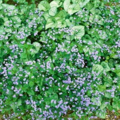 Kaukasus-Vergissmeinnicht 'Silver Heart' Blau, Topf-Ø 12 Cm, 3er-Set -Gartenbedarf Geschäft 0319100521 Brunnera macrophylla Silver Heart 3er Set 2 110448