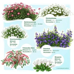 Schattenstauden Set, 18 Pflanzen Für 3 M², Bunt -Gartenbedarf Geschäft 0319100546 Schatten Staudenset 3m2 2 122224