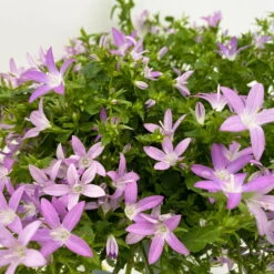 Hängepolster-Glockenblume 'Adansa® Pink' Rosa, Topf-Ø 15 Cm, 3er-Set -Gartenbedarf Geschäft 0319200070 Campanula posch Adansa pink rosa 3er Set 5 111167