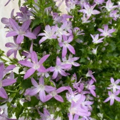 Hängepolster-Glockenblume 'Adansa® Pink' Rosa, Topf-Ø 15 Cm, 3er-Set -Gartenbedarf Geschäft 0319200070 campanula poschaskyana adansa pink rosa 3 125039
