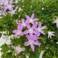 Hängepolster-Glockenblume 'Adansa® Pink' Rosa, Topf-Ø 15 Cm, 3er-Set -Gartenbedarf Geschäft 0319200070 campanula poschaskyana adansa pink rosa 4 125038