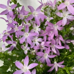 Hängepolster-Glockenblume 'Adansa® Pink' Rosa, Topf-Ø 15 Cm, 3er-Set -Gartenbedarf Geschäft 0319200070 campanula poschaskyana adansa pink rosa 5 125041