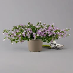 Hängepolster-Glockenblume 'Adansa® Pink' Rosa, Topf-Ø 15 Cm, 3er-Set -Gartenbedarf Geschäft 0319200070 campanula poschaskyana adansa pink rosa f 126067