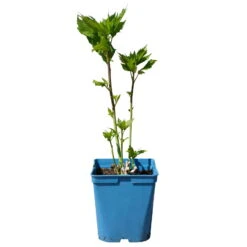 Staudenhibiskus 'Candy Crush' Dunkelrosa, Topf 5 Liter 11 Staudenhibiskus 'Candy Crush' Dunkelrosa, Topf 5 Liter -Gartenbedarf Geschäft 0320106812 Hibiscus mosch Candy Crush dunkelrosa 1 112005