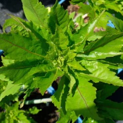 Staudenhibiskus 'Candy Crush' Dunkelrosa, Topf 5 Liter 10 Staudenhibiskus 'Candy Crush' Dunkelrosa, Topf 5 Liter -Gartenbedarf Geschäft 0320106812 Hibiscus mosch Candy Crush dunkelrosa 4 112002