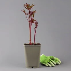 Pfingstrose 'Kansas' Purpurrot, Topf 3 Liter -Gartenbedarf Geschäft 0320106983 paeonia kansas 1 123873