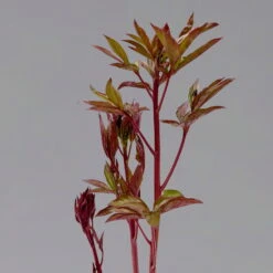 Pfingstrose 'Kansas' Purpurrot, Topf 3 Liter -Gartenbedarf Geschäft 0320106983 paeonia kansas 123874