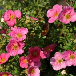 Pinker Fingerstrauch 'Lovely Pink®', Potentilla Fruticosa, Pink, Topf 5 Liter 8 Pinker Fingerstrauch 'Lovely Pink®', Potentilla Fruticosa, Pink, Topf 5 Liter -Gartenbedarf Geschäft 0410112173 Potentilla frut Lovely Pink 1 94842