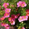 Pinker Fingerstrauch 'Lovely Pink®', Potentilla Fruticosa, Pink, Topf 5 Liter 1 Pinker Fingerstrauch 'Lovely Pink®', Potentilla Fruticosa, Pink, Topf 5 Liter -Gartenbedarf Geschäft 0410112173 Potentilla frut Lovely Pink 2 94841