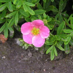 Pinker Fingerstrauch 'Lovely Pink®', Potentilla Fruticosa, Pink, Topf 5 Liter 9 Pinker Fingerstrauch 'Lovely Pink®', Potentilla Fruticosa, Pink, Topf 5 Liter -Gartenbedarf Geschäft 0410112173 Potentilla frut Lovely Pink 86939