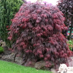 Roter Schlitzahorn 'Dissectum Garnet', Höhe 40 - 60 Cm, Topf-Ø 19 Cm -Gartenbedarf Geschäft 0410300296 Acer palm Diss Garnet 025030040 19er Topf 1 86702