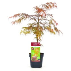 Roter Schlitzahorn 'Dissectum Garnet', Höhe 40 - 60 Cm, Topf-Ø 19 Cm -Gartenbedarf Geschäft 0410300296 Acer palm Diss Garnet 025030040 19er Topf 1 83824