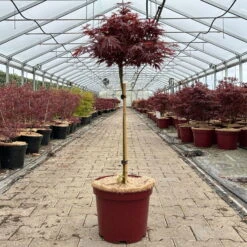 Japanischer Zwergahorn 'Shaina', Stammhöhe Ca. 40 Cm, Topf 10 Liter -Gartenbedarf Geschäft 0410300565 acer stamm shaina 1 123979