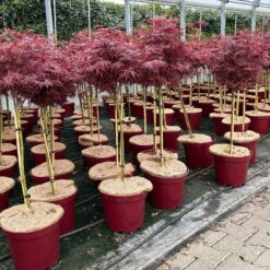 Japanischer Zwergahorn 'Shaina', Stammhöhe Ca. 40 Cm, Topf 10 Liter -Gartenbedarf Geschäft 0410300565 acer stamm shaina 3 123978
