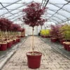 Japanischer Zwergahorn 'Shaina', Stammhöhe Ca. 40 Cm, Topf 10 Liter -Gartenbedarf Geschäft 0410300565 acer stamm shaina 7 123980