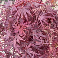 Japanischer Zwergahorn 'Shaina', Stammhöhe Ca. 40 Cm, Topf 10 Liter -Gartenbedarf Geschäft 0410300565 acer stamm shaina 8 123981