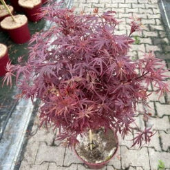 Japanischer Zwergahorn 'Shaina', Stammhöhe Ca. 40 Cm, Topf 10 Liter -Gartenbedarf Geschäft 0410300565 acer stamm shaina 9 123982