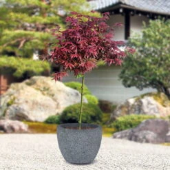 Japanischer Zwergahorn 'Shaina', Stammhöhe Ca. 40 Cm, Topf 10 Liter -Gartenbedarf Geschäft 0410300565 Acer palm Shaina Zwergstamm PRINT STimmung 91950