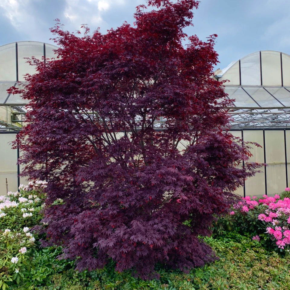 Japanischer Ahorn 'Black Lace' PBR, Rotlaubig, Höhe 80 - 100 Cm, Topf 10 Liter 4 Japanischer Ahorn 'Black Lace' PBR, Rotlaubig, Höhe 80 - 100 Cm, Topf 10 Liter – Bild 2