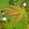 Japanischer Fächerahorn 'Katsura', Höhe 40 - 60 Cm, Topf-Ø 19 Cm -Gartenbedarf Geschäft 0410301164 Acer palm Katsura 2 84637