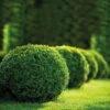 Buchsbaum Kugel, Buxus Sempervirens, Kugel Ø 20 Cm, Topf 19 Cm Ø, 2er Set 2 Buchsbaum Kugel, Buxus Sempervirens, Kugel Ø 20 Cm, Topf 19 Cm Ø, 2er Set -Gartenbedarf Geschäft 0410600457 Buxus sempervirens Kugel 035 Co 8 5l 50136 1