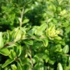 Lonicera Nitida, Topf-Ø 9 Cm, 12er-Set -Gartenbedarf Geschäft 0410650152 Lonicera nitida T9 WEB 02 34154
