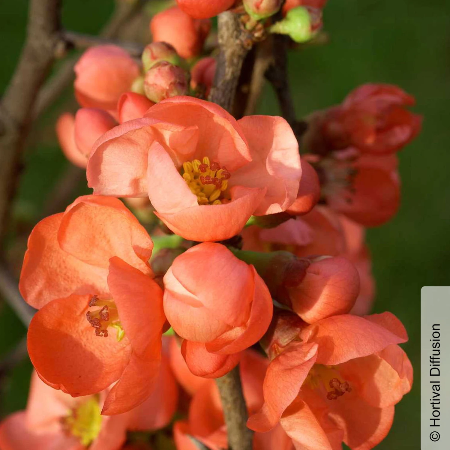 Zierquitte 'Friesdorfer Typ 205', Chaenomeles, Hellrot, Topf 5 Liter 3 Zierquitte 'Friesdorfer Typ 205', Chaenomeles, Hellrot, Topf 5 Liter