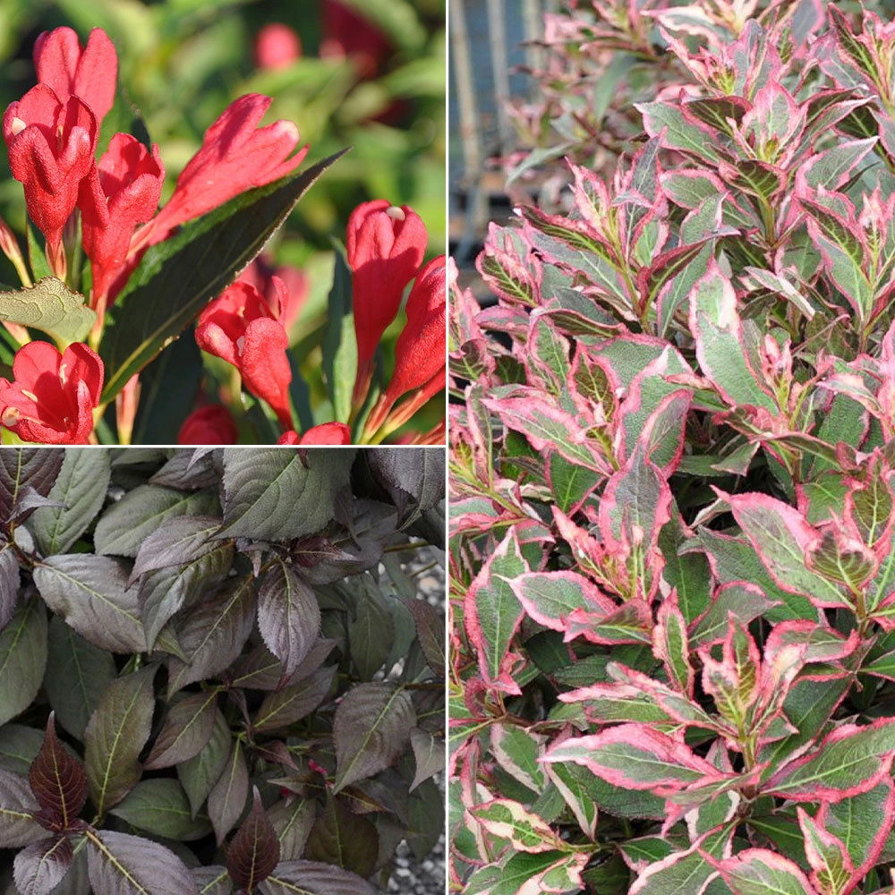 Frühlingsblüher Zwergweigelien-Kollektion, 3er-Set, Topf Je 3 Liter 3 Frühlingsblüher Zwergweigelien-Kollektion, 3er-Set, Topf Je 3 Liter