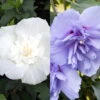 Duo-Gartenhibiskus 'Blue Chiffon®' Und 'White Chiffon®', Blau + Weiß, 5 Lt. Topf -Gartenbedarf Geschäft 0410900587 Hibiscus Duo Blue Chiffon White Chiffon 119966