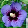 Garten-Hibiskus, Hibiscus Syriacus 'Ultramarine®', Im Topf 5 Lt. -Gartenbedarf Geschäft 0410900615 Hibiscus syr Ultramarine 105220