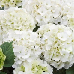 Kölle Gartenhortensie Ball Weiß, 4/5 Liter Topf