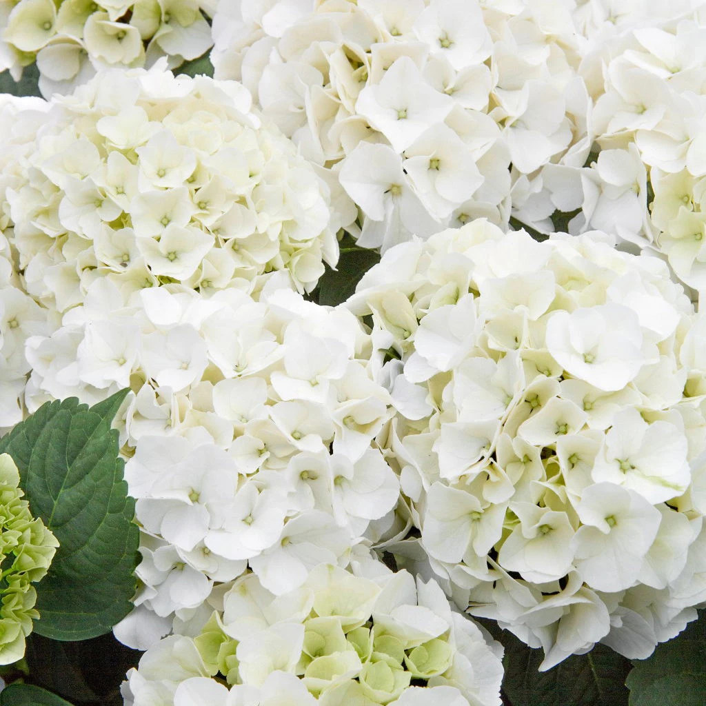 Kölle Gartenhortensie Ball Weiß, 4/5 Liter Topf 3 Kölle Gartenhortensie Ball Weiß, 4/5 Liter Topf