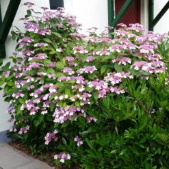 Japanische Berg-Hortensien 'Blue Deckle' & 'Blue Bird', 2er-Set, Topf 4 Liter -Gartenbedarf Geschäft 0415500167 Hydrangea serrata Blue Deckle Blue Bird 2 104398