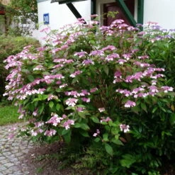 Japanische Berg-Hortensien 'Blue Deckle' & 'Blue Bird', 2er-Set, Topf 4 Liter -Gartenbedarf Geschäft 0415500167 Hydrangea serrata Blue Deckle Blue Bird 3 104399