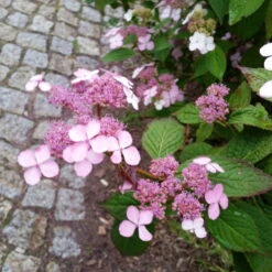 Japanische Berg-Hortensien 'Blue Deckle' & 'Blue Bird', 2er-Set, Topf 4 Liter -Gartenbedarf Geschäft 0415500167 Hydrangea serrata Blue Deckle Blue Bird 4 104400