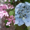 Japanische Berg-Hortensien 'Blue Deckle' & 'Blue Bird', 2er-Set, Topf 4 Liter -Gartenbedarf Geschäft 0415500167 Hydrangea serrata Blue Deckle Blue Bird 104396