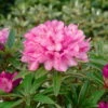 Rhododendron 'Graziella' Hellrosa, 3er-Set, Höhe 20-30 Cm, Topf 2,5 Liter -Gartenbedarf Geschäft 0420301713 Rhod pont Graziella 040 050 Co7lt WEB 39631