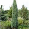 Blauer Raketenwacholder 'Blue Arrow', Höhe 60-80cm, Topf 7,5 Liter, 2er-Set -Gartenbedarf Geschäft 0430107419 0430107577 Juniperus scop Blue Arrow 119388