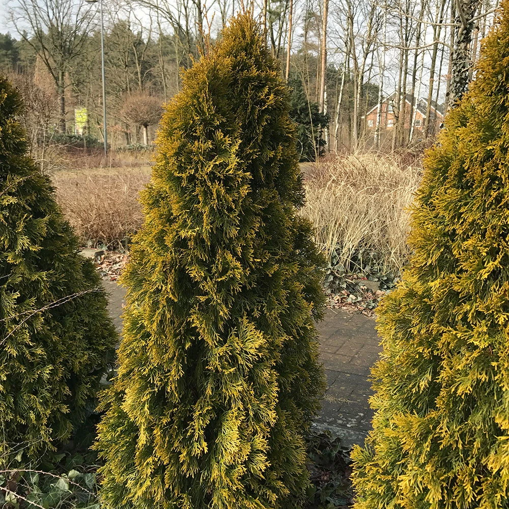 Heckenkonifere Thuja Occ. 'Golden Smaragd'®, 3er-Set, Höhe 60-80 Cm, Topf 5 L – Bild 2