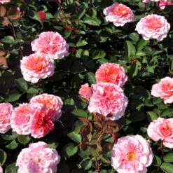 Stammrose 'Käthchen Von Heilbronn'®, Edelrose, Stammhöhe 60cm Im 7,5 Liter Topf 18 Stammrose 'Käthchen Von Heilbronn'®, Edelrose, Stammhöhe 60cm Im 7,5 Liter Topf -Gartenbedarf Geschäft 0460100700 KB Kaethchen von Heilbronn Edelrose Co 6lt2 65418