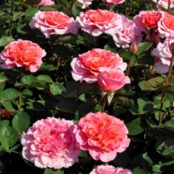 Stammrose 'Käthchen Von Heilbronn'®, Edelrose, Stammhöhe 60cm Im 7,5 Liter Topf 19 Stammrose 'Käthchen Von Heilbronn'®, Edelrose, Stammhöhe 60cm Im 7,5 Liter Topf -Gartenbedarf Geschäft 0460100700 KB Kaethchen von Heilbronn Edelrose Co 6lt3 65419