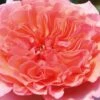 Stammrose 'Käthchen Von Heilbronn'®, Edelrose, Stammhöhe 60cm Im 7,5 Liter Topf -Gartenbedarf Geschäft 0460100700 KB Kaethchen von Heilbronn Edelrose Co 6lt 60515