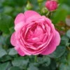 Duftende Edelrose 'Desirée®', Rosa, Topf 6 Liter -Gartenbedarf Geschäft 0460100761 Desiree Premium Edelrose Co6lt rosa Duftrosen 118841