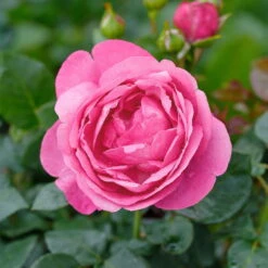 Duftende Edelrose 'Desirée®', Rosa, Topf 6 Liter
